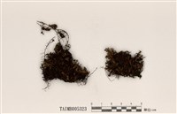 藏品(黑果球粉衣)的圖片